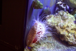 Electric Scallop 2