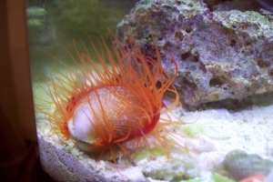 Flame Scallop