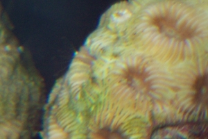 You can see a baby fan on the side of the coral