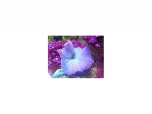 Discoma shroom