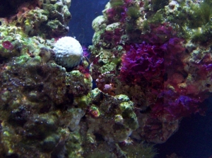 Sexy Shrimp 002