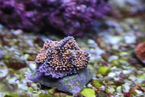 Neon Orange Ricordia