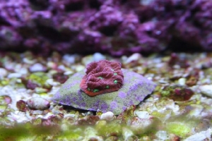 War Coral