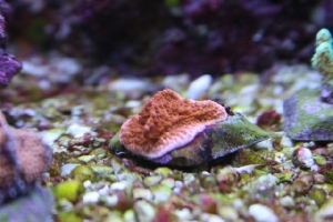 Orange Cap