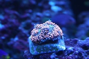 Neon Orange Ricordia