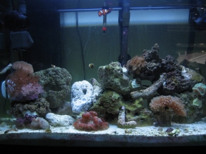 This is my tank at 6 months. Not were I wanted to be yet, but getting there.