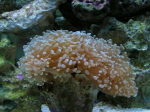 Pink Frogspawn