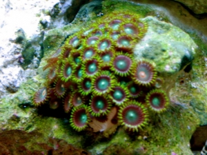 The Zoas
