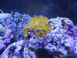 Yellow polyp's