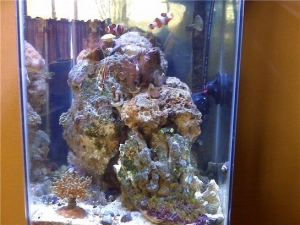 fish322a