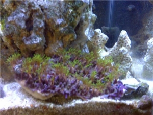 fish322b
