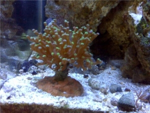 fish422c
