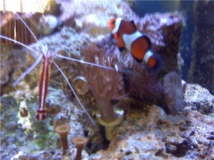 fish322d
