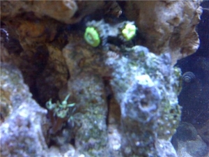 fish322e