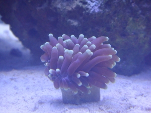 torch coral