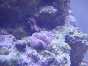 green ricordea