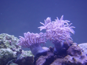 Pink Xenia