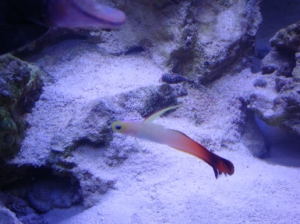 Fire Fish