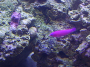 Purple Pseudochromis