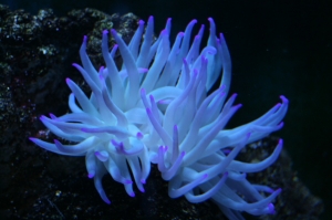 hawaiian pit tip anemones