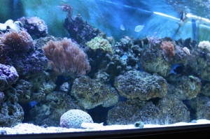 dirtys tank