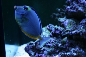 hawaiian naso tang