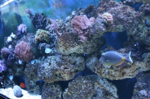dirtys tank