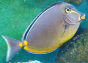 dirtys naso tang