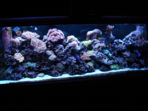 200 gallon reeftank