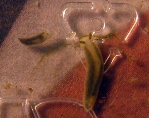Slug1
