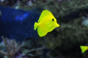 yellow tang