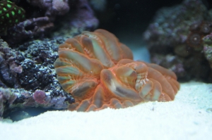 neon orange open brain coral