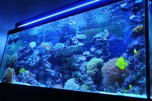 full tank shot