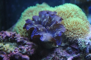 Crocea Purple Clam