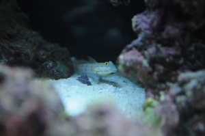 Diamond Goby hiding out