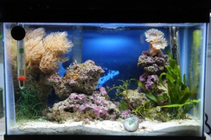 2.5G Sexy Shrimp Tank