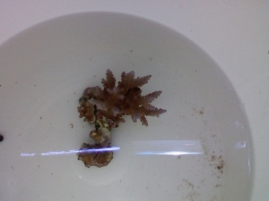 acroporia sps   new in the bucket