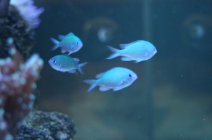 tank2 009