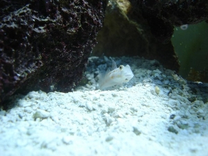 dimonds are a aquarists best friend
