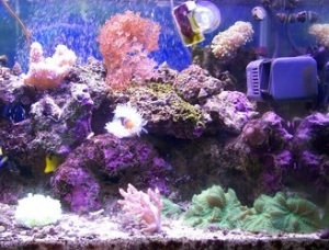 favorite side of tank(right side)