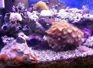 left side of tank