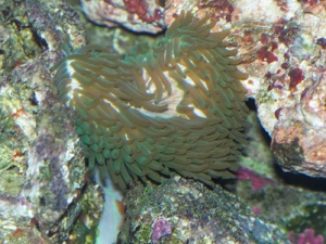 mystery anemone