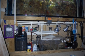 the sump side of my 265 gal reef tank.