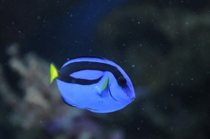 fish1