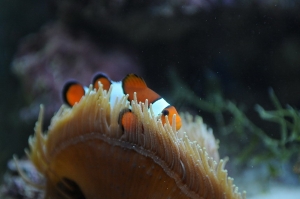 fish2