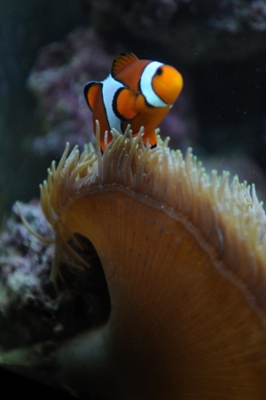 fish3