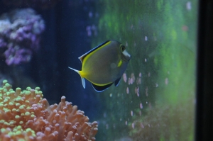 fish5