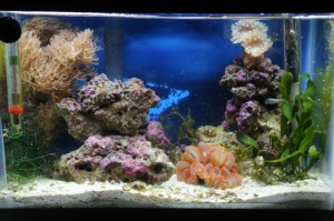 nano1