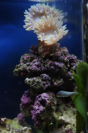 nano3