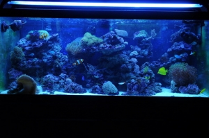 tank1